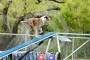 Dog in an agility competition