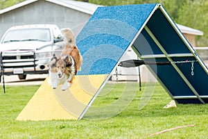 Dog in an agility competition