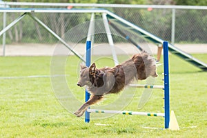 Dog in an agility competition