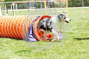 Dog in an agility competition