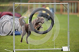 Dog at an Agility competition