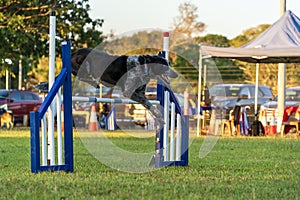 Dog agility competition at the Royal Darwin Show 2023