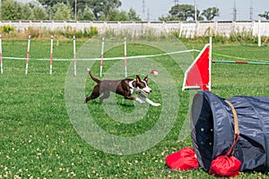 Dog in agility competition set up in green grassy park