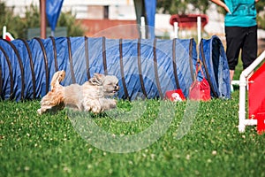 Dog in agility competition set up in green grassy park