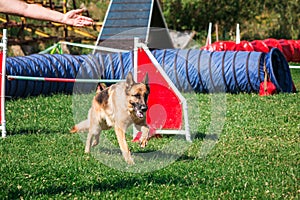 Dog in agility competition set up in green grassy park