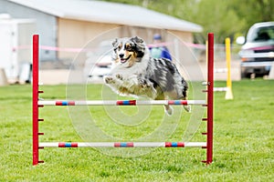 Dog in an agility competition