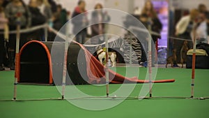 Dog agility competition, small pet running and performing tricks at show