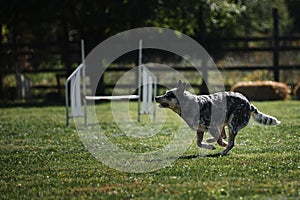 The dog in agility competitions moves further forward. The blue Australian heeler runs fast across field in park and has fun