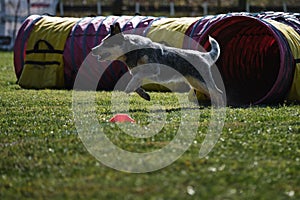 Dog in agility competitions ran out of special tunnel and moves on. The blue Australian heeler runs fast across field in park and