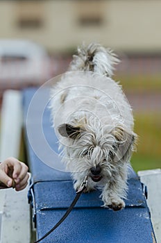 Dog on agility course