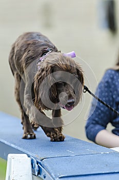 Dog agility course