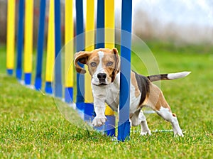 Dog on agility doing weave poles