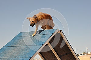 Dog Agility A-frame