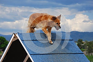 Dog Agility A-frame