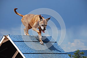 Dog Agility A-frame