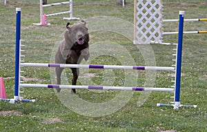 Dog Agility Jumping