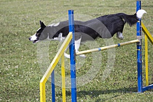 Dog Agility jumping