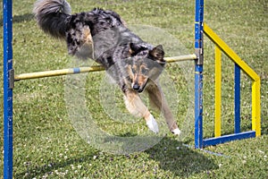 Dog Agility jumping