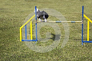 Dog Agility jumping