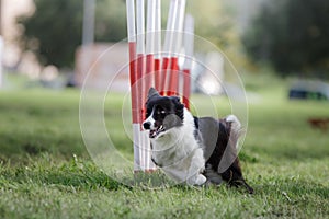 Dog agility slalom