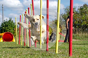 Dog agility slalom