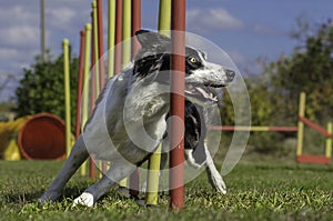 Dog agility slalom