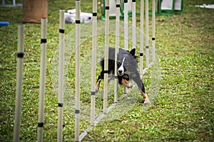 Dog agility - slalom