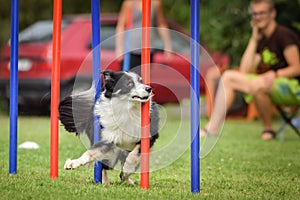 Dog agility slalom on competition