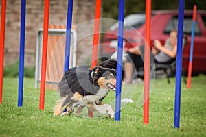 Dog agility slalom on competition
