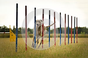 Dog in agility slalom on competition