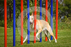 Dog in agility slalom on competition.