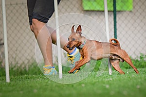 Dog in agility slalom on competition.