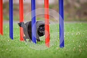 Dog in agility slalom on competition.