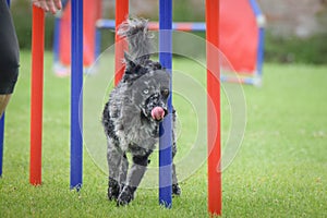 Dog in agility slalom on competition.