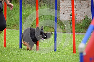 Dog in agility slalom on competition.