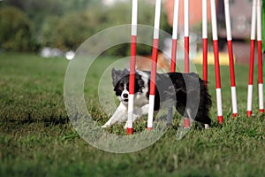 Dog agility slalom