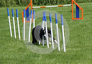 Dog Agility Test.