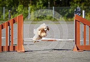 Dog agility training