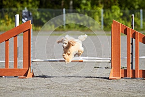 Dog agility training