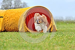 Dog on agility training