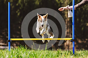 Dog Agility training with a puppy dog on the meadow, Hurdles and