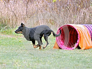 Dog agility trial
