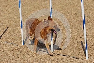 Dog agility: weave poles