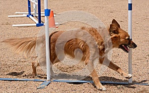 Dog agility weave poles