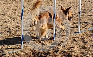 Dog agility: weave poles