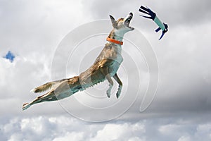 Dog in the air about to catch a toy