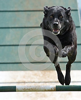 Dog Airborne