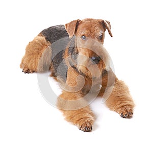 Dog Airedale