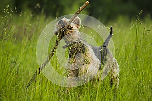 Dog. Airedale.