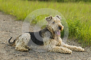 Dog. Airedale.